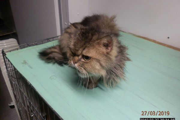 Kříženec perské kočky čeká na majitele v útulku