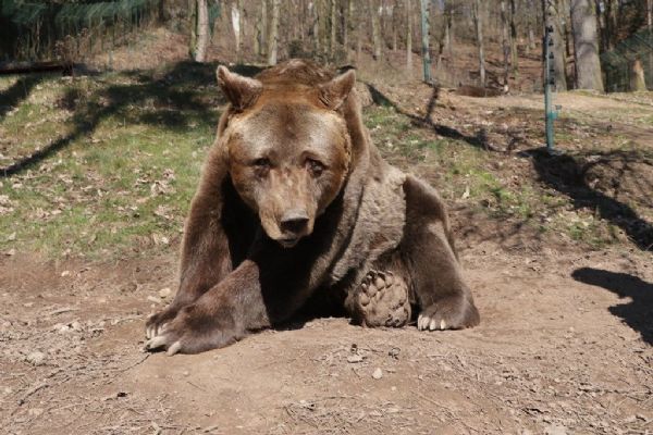 Zemřel nejstarší medvěd zoo Pišta 
