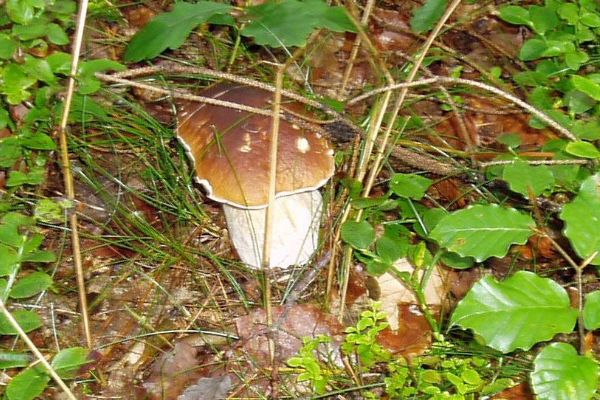 Své houby můžete identifikovat v Muzeu Vysočiny Jihlava