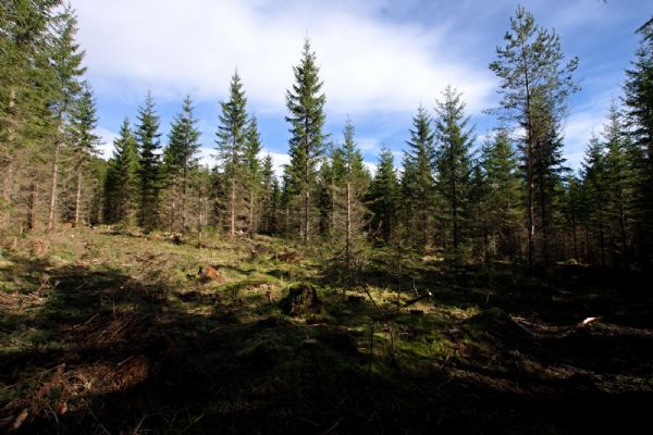 Správa Národního parku Šumava vypsala výběrové řízení na práce v lesích na další dva roky 