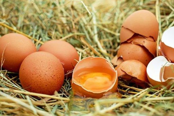 Dosavadní kontroly SVS nezjistily toxický fipronil ve vejcích a mase, ani jeho používání v českých chovech