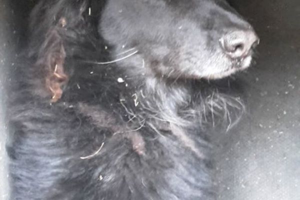 Horní Slavkov: Byl nalezen pes. Hledá se majitel