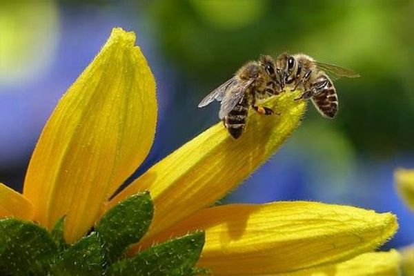 Včelařům kraj usnadní podávání žádostí o dotace 