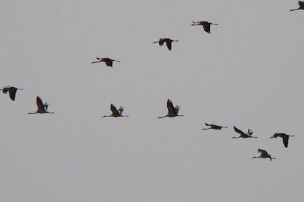 Podzimní migrace stěhovavých ptáků je riziková pro opětovný výskyt ptačí chřipky