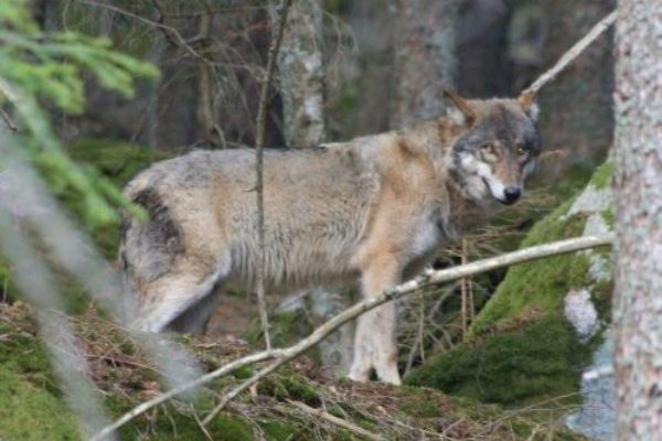 Rokycanští ochránci přírody navštívili stanici, sovy, jeleny i vlky na Šumavě 