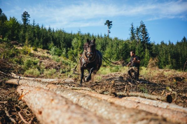 Den Českého lesa se uskuteční v sobotu v oboře Horšov 