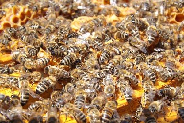 Muži z Dlouhé vsi ukradli včely