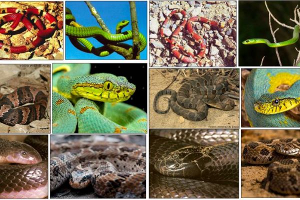 Student z Plzně vytvořil systém na rozpoznávání nebezpečných hadů