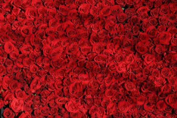 Tisíce květin rozveze kvůli svátku sv. Valentýna firma z Plzně
