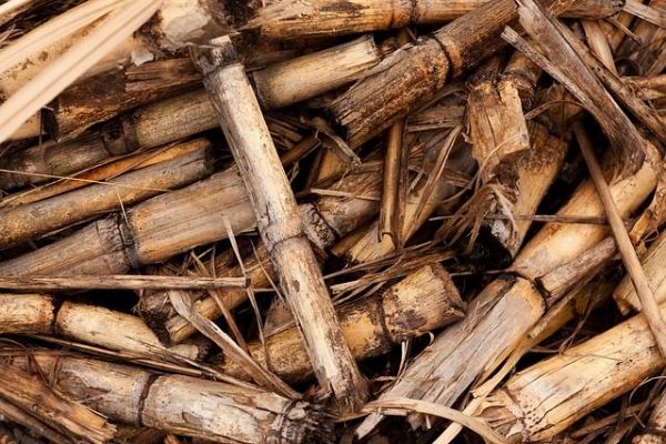Region: Díky spalování biomasy snižuje Elektrárna Tisová významně produkci emisí