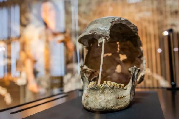 Nejstarší genom moderního člověka objeven v Národním muzeu