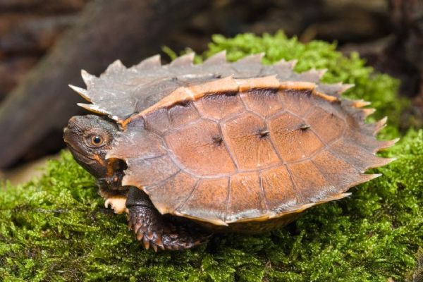 V Zoo Praha se vylíhla ohrožená želva ostnitá, rodiče pocházejí ze zabavené hongkongské zásilky