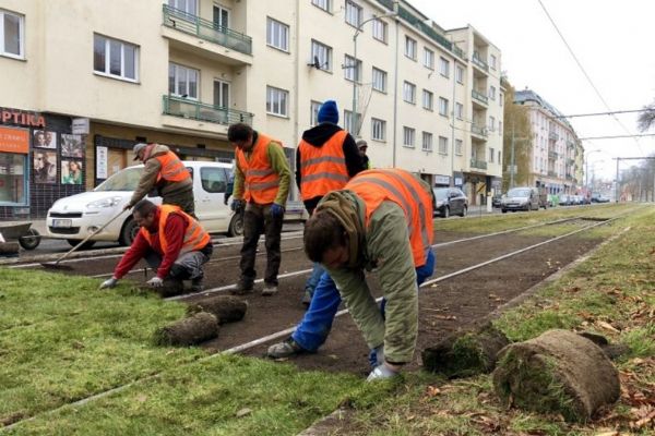Vědci a DPP otestují na tramvajové trati na Bělohorské ulici experimentální travní koberce