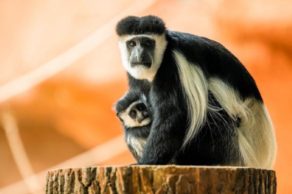 Zoo Praha zve na křest mláděte guerézy
