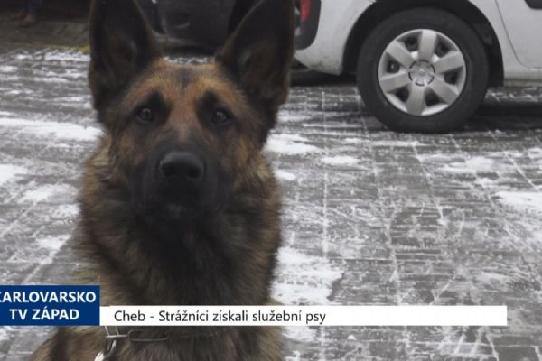 Cheb: Strážníci získali služební psy (TV Západ)