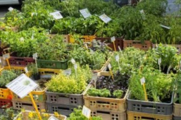 Karlovy Vary: Páteční farmářské trhy nabídnou sazenice zeleniny