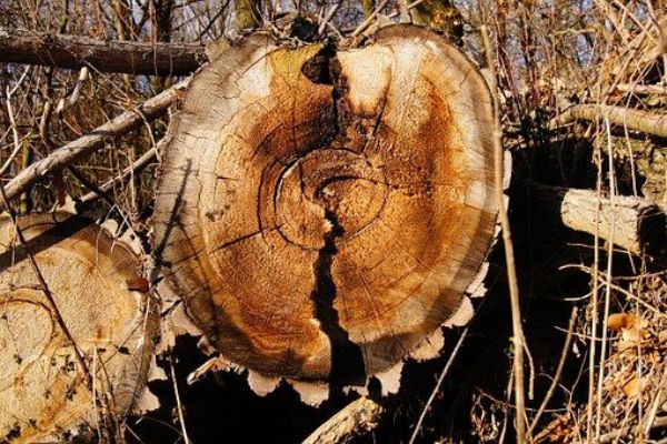 V Plzeňském kraji je obrovský zájem o dřevo