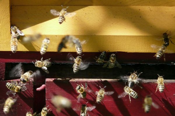 Výskyt původce nákazy včel varroázy se v ČR meziročně snížil