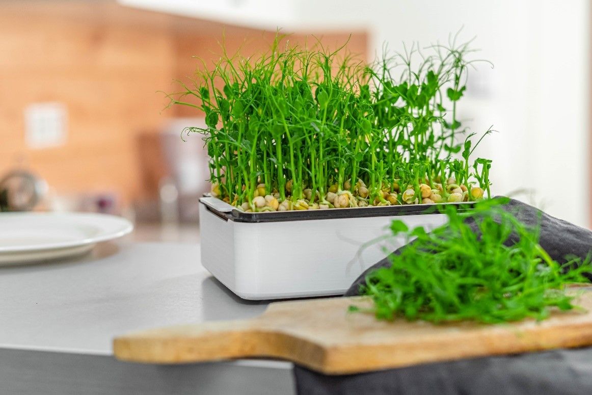 Microgreens nejsou jen ozdobou, ale také možností, jak pěstovat celý rok doma čerstvou zeleninu