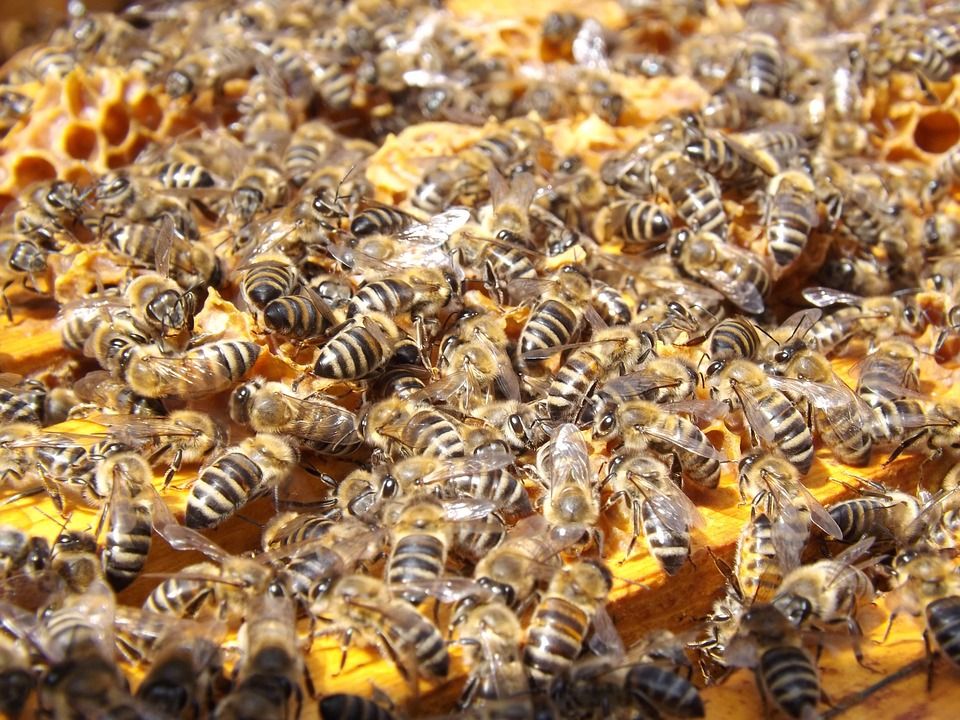 Vandal v Plasích poničil osm včelích úlů