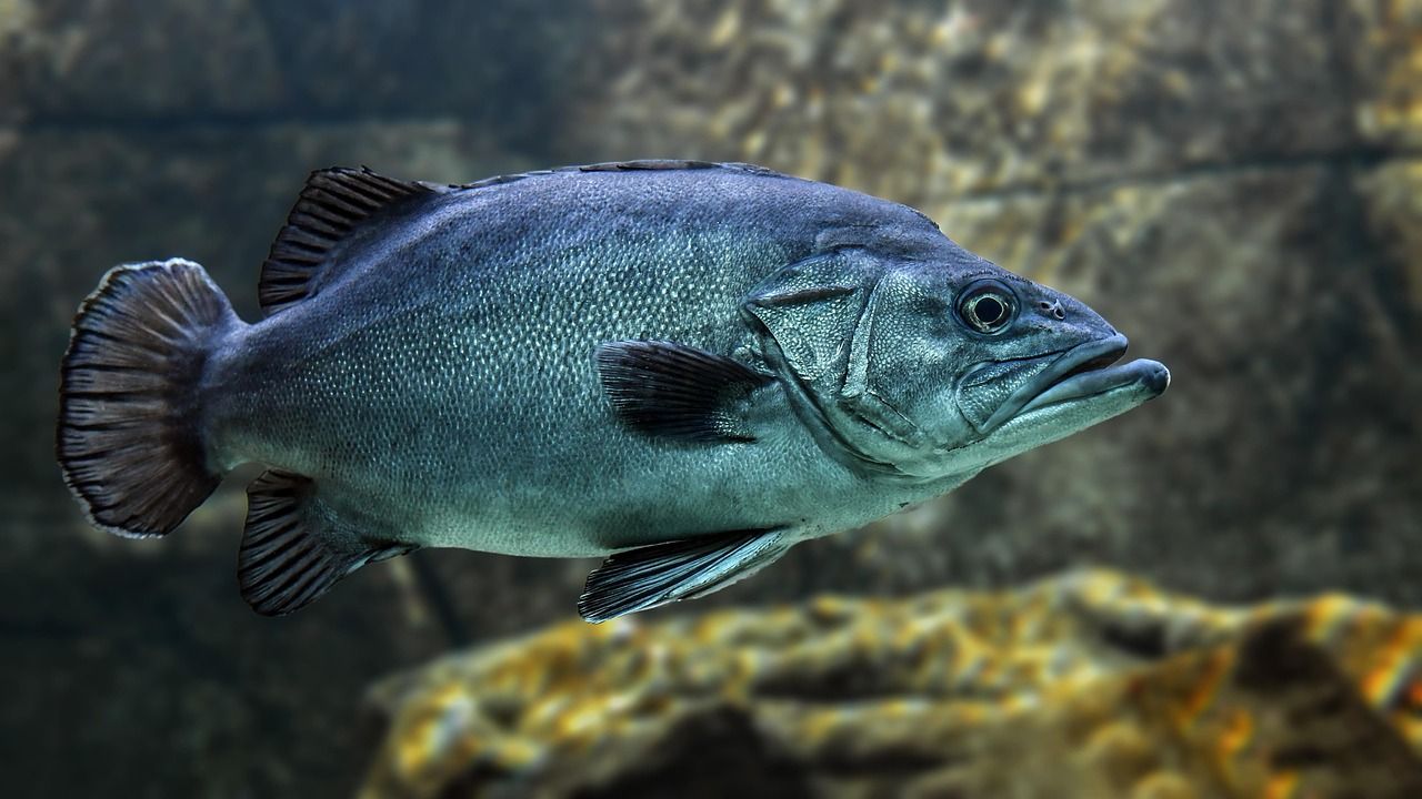 Rybářský sektor v Evropě čelí výzvám kvůli klimatu: Ryby putují na sever