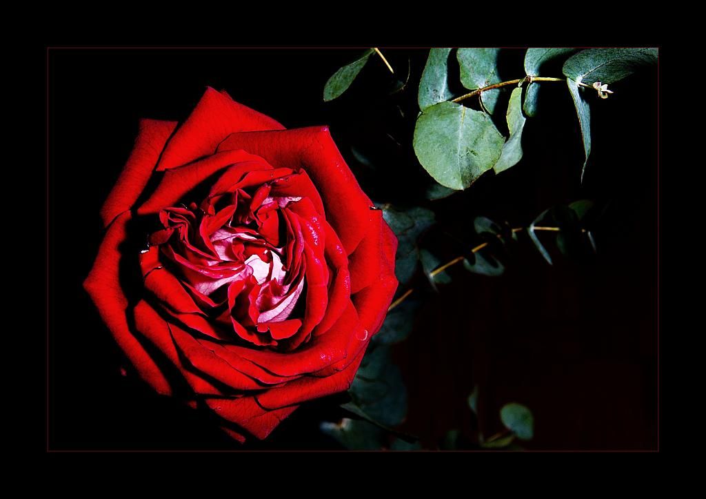 Sobotní Valentýn vyzývá muže na Plzeňsku k nákupu růží