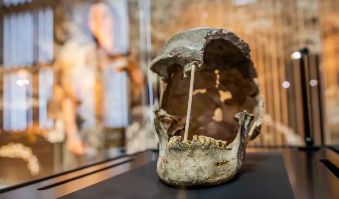 Nejstarší genom moderního člověka objeven v Národním muzeu