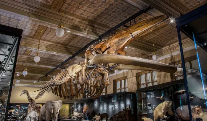 Velryba je zpět! Národní muzeum otevírá stálou expozici Zázraky evoluce a spouští novou propagační kampaň