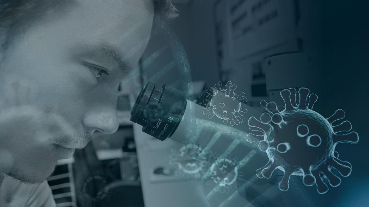cDC1 buňky klíčem k úspěšní transplantaci orgánů