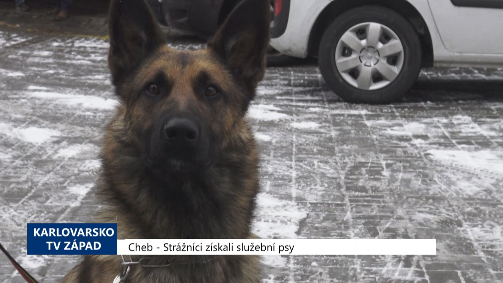Cheb: Strážníci získali služební psy (TV Západ)