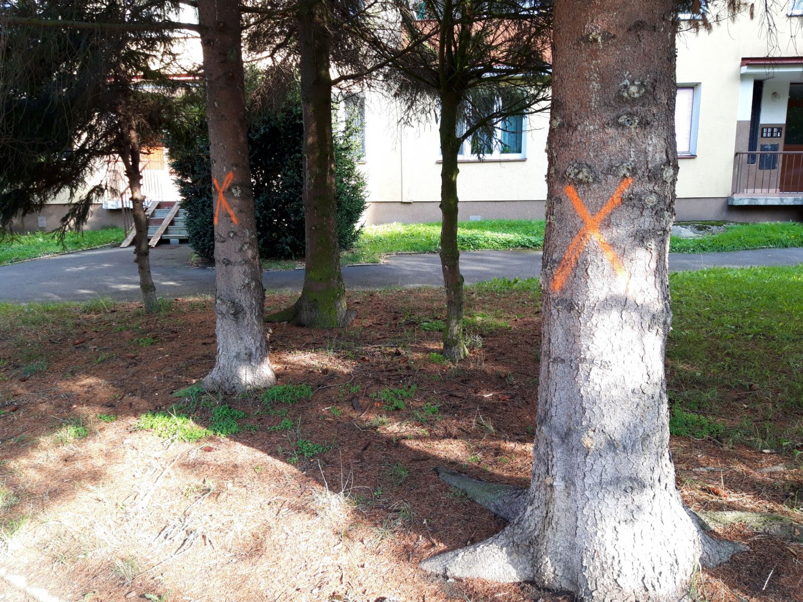 Sokolov: Z důvodu výstavby dvou cyklostezek dojde ke kácení stromů