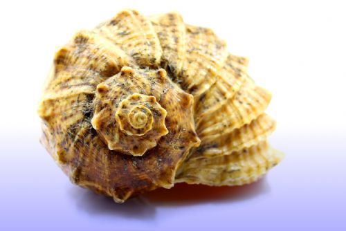 Indická lastura - přírodní lék na spánkovou apnoe