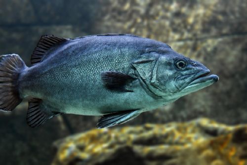 Rybářský sektor v Evropě čelí výzvám kvůli klimatu: Ryby putují na sever