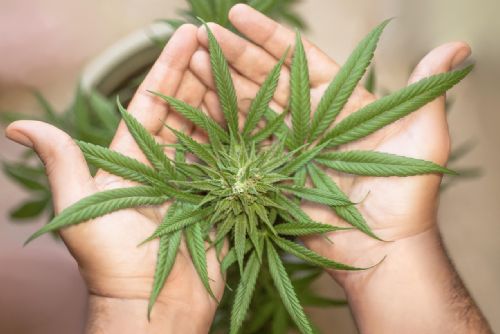 Marihuana - lék či zátěž pro zdraví?