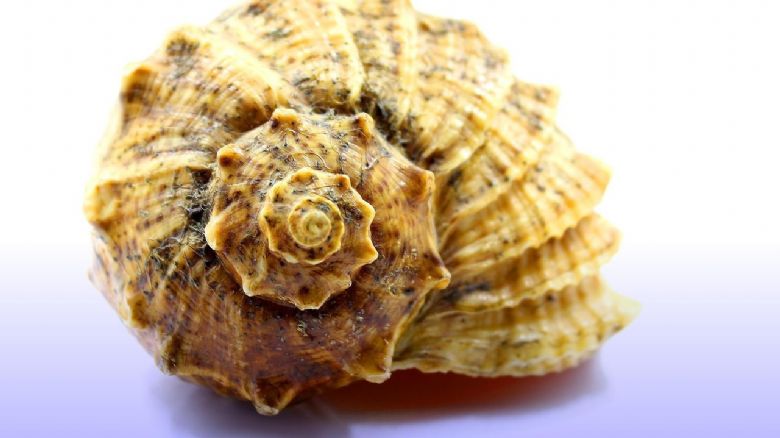 Indická lastura - přírodní lék na spánkovou apnoe
