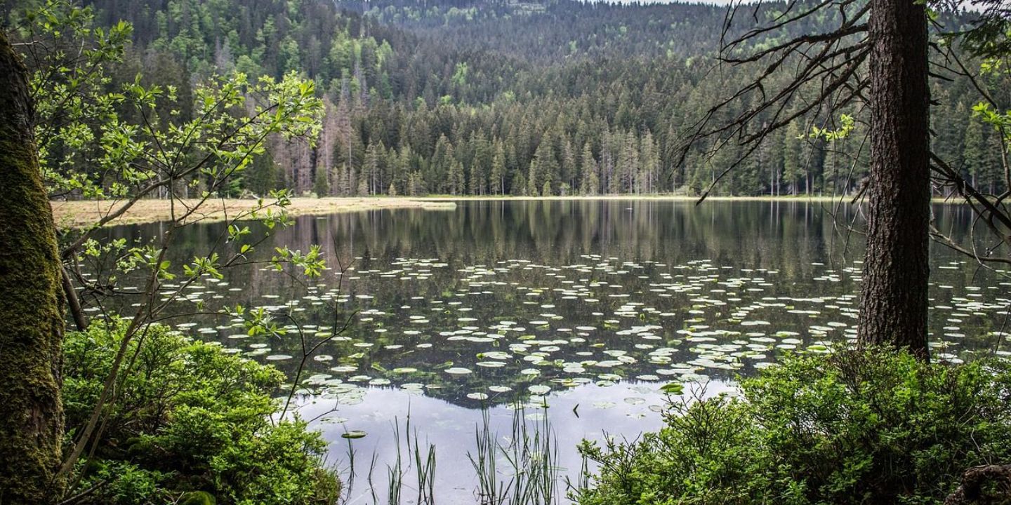 Lupina na Šumavě - z okrasné rostliny invazivní hrozba
