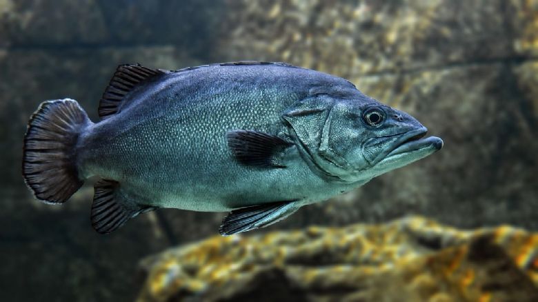 Rybářský sektor v Evropě čelí výzvám kvůli klimatu: Ryby putují na sever