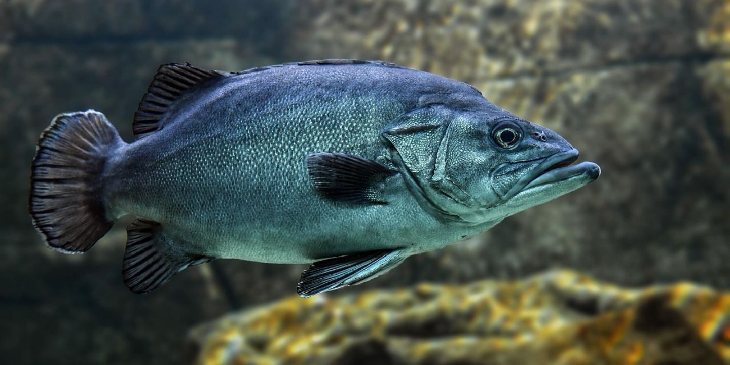 Rybářský sektor v Evropě čelí výzvám kvůli klimatu: Ryby putují na sever