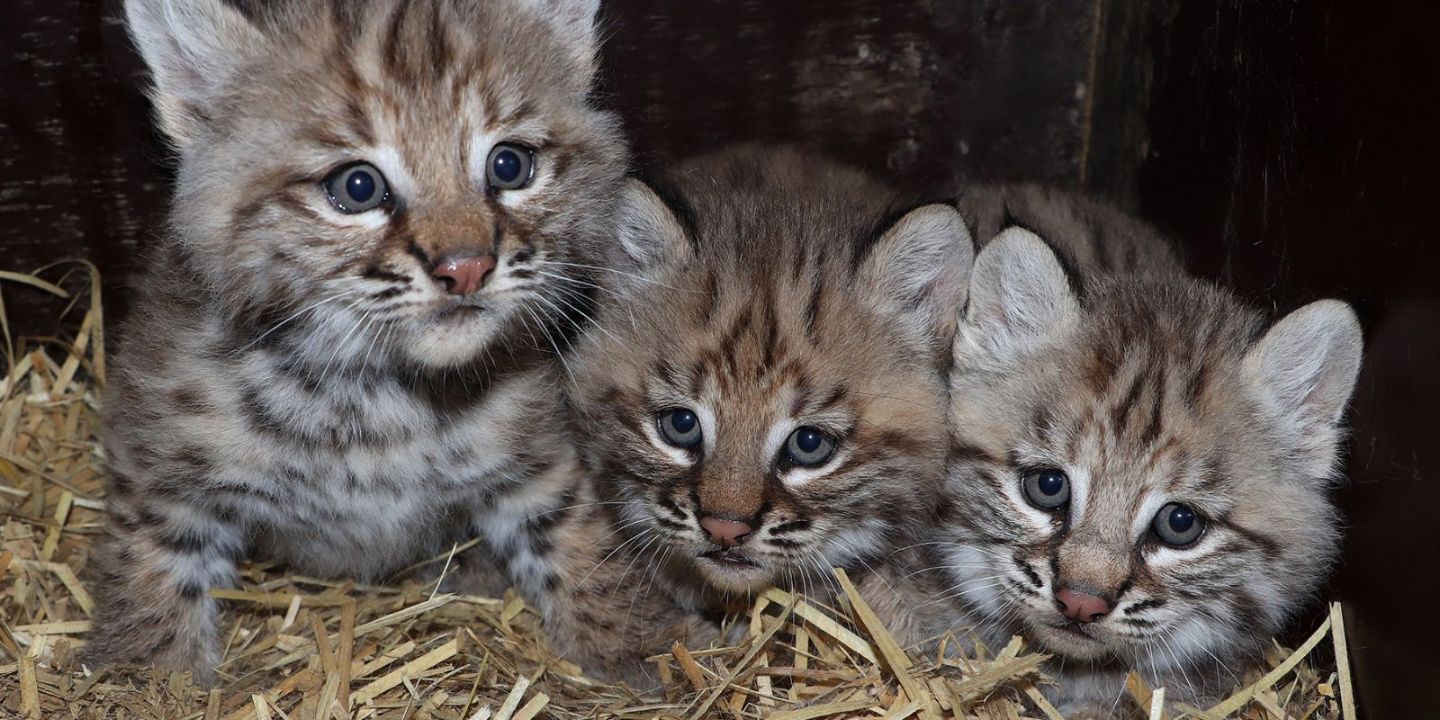 Trojčata rysů se narodila v plzeňské zoo