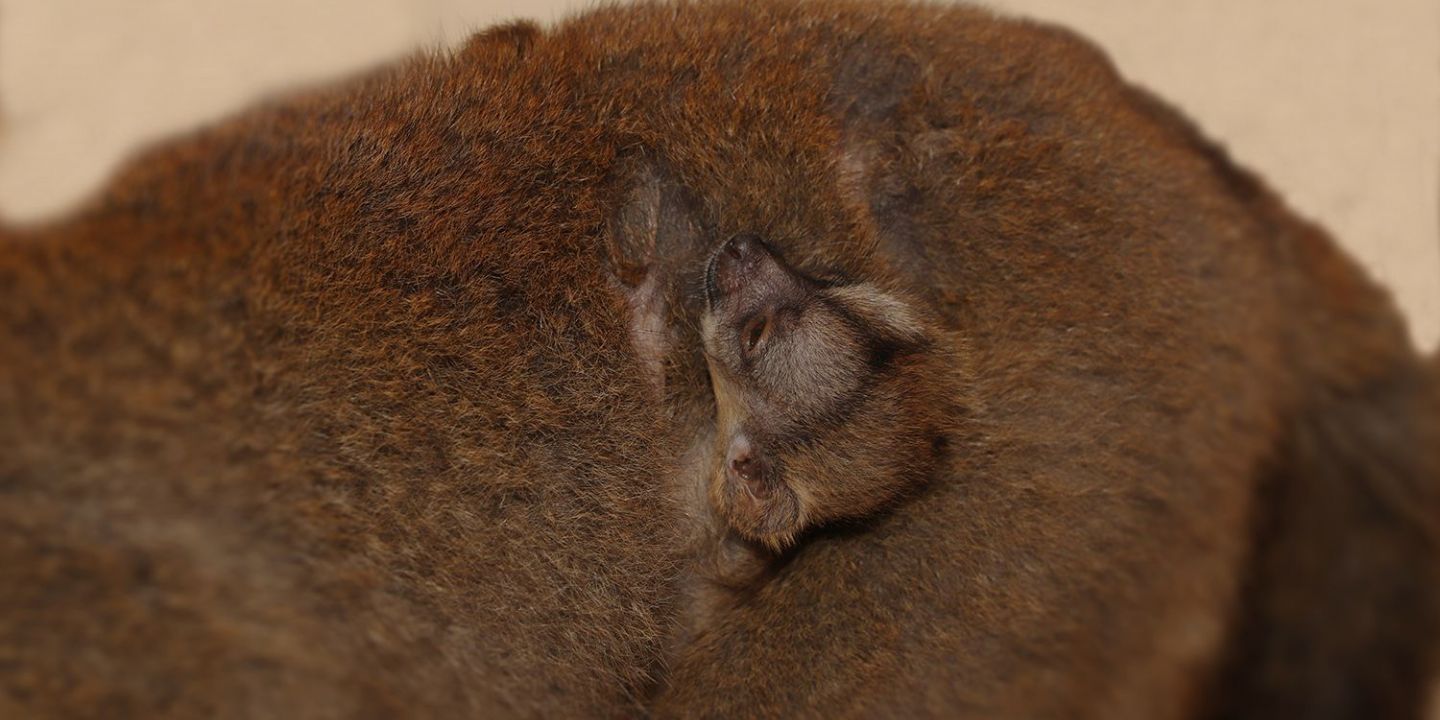 Plzeňská zoo slaví - první mláďata lemurů po 10 letech