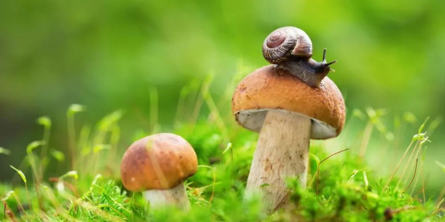 Houbařská sezóna se rozjíždí naplno