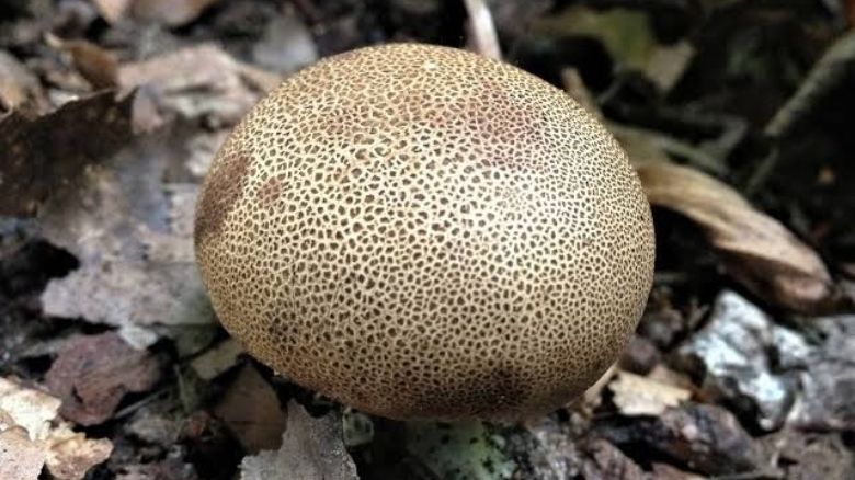 Pozor na nebezpečnou houbu Pestřec, na Klatovsku se otrávil třináctiletý chlapec
