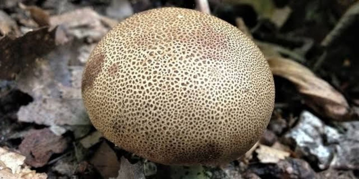 Pozor na nebezpečnou houbu Pestřec, na Klatovsku se otrávil třináctiletý chlapec