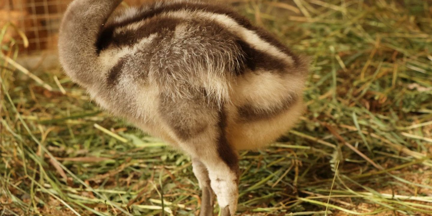 Historický úspěch: První mládě nandu Darwinových v plzeňské zoo