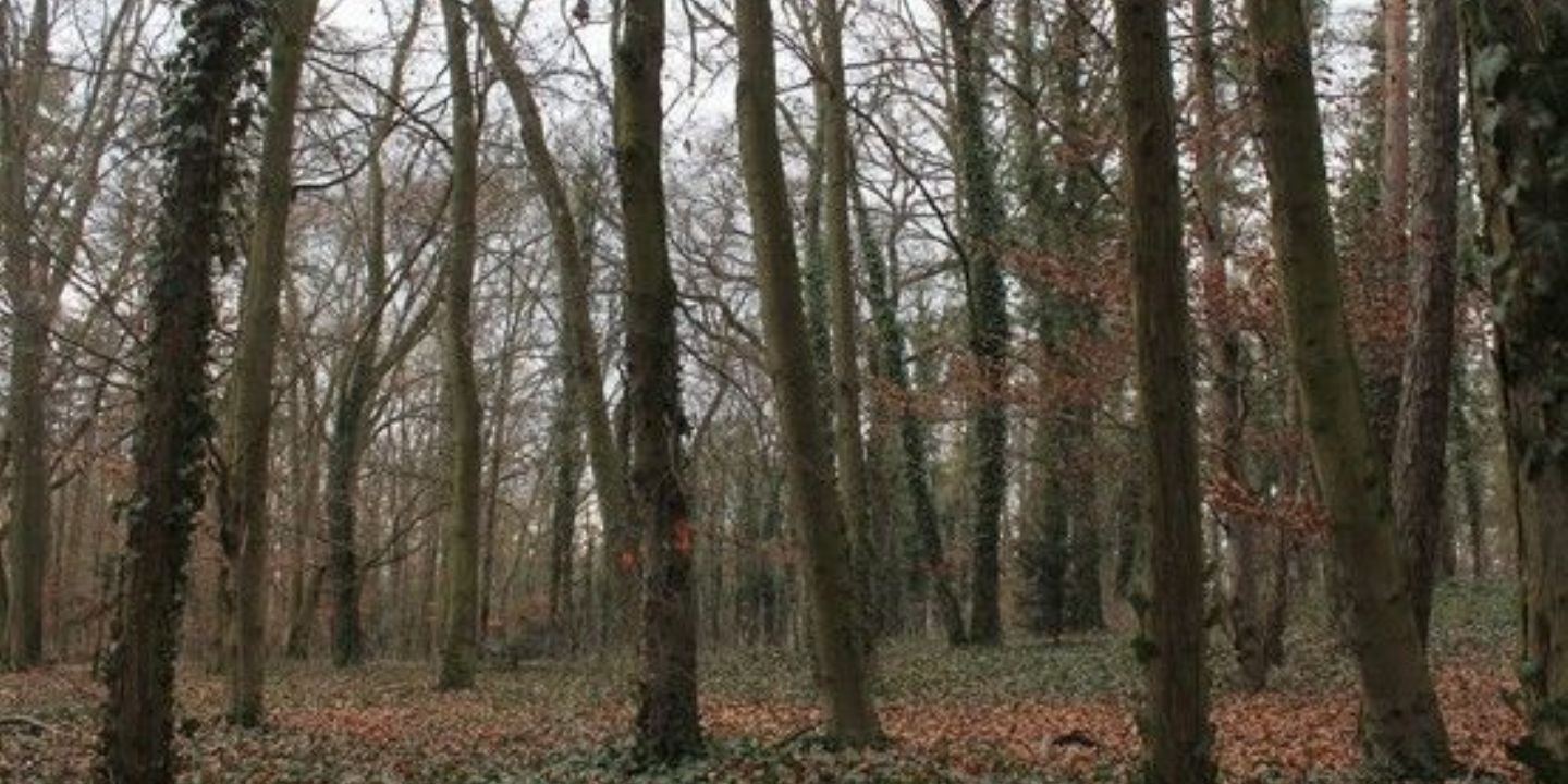 Nový plán pro plzeňské lesy - udržitelnost, produkce, ekologie a rekreace