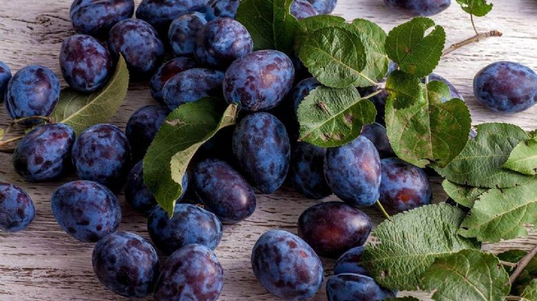 Samozběr švestek ve Spáleném Poříčí - bez pesticidů a za 15 Kč/kg