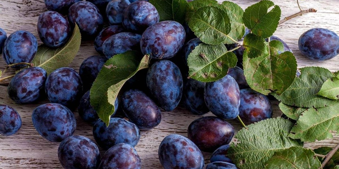 Samozběr švestek ve Spáleném Poříčí - bez pesticidů a za 15 Kč/kg